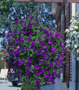 Петуния Surfinia Classic Blue (0,1л)