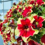 Петуния Surfinia Trailing Burgundy Yellow Picotee  Новинка 2026 - фото 1 от Завода ФЛОРА