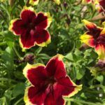 Петуния Surfinia Trailing Burgundy Yellow Picotee  Новинка 2026 - фото 2 от Завода ФЛОРА