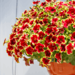 Петуния Surfinia Trailing Burgundy Yellow Picotee  Новинка 2026 от Завода ФЛОРА