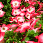 Петуния Surfinia Coral Morn - фото 1 от Завода ФЛОРА