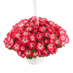 Петуния Surfinia Coral Morn от Завода ФЛОРА