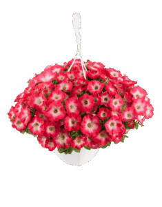 Петуния Surfinia Coral Morn (0,1л)