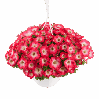 Петуния Surfinia Coral Morn (срезы/5шт)