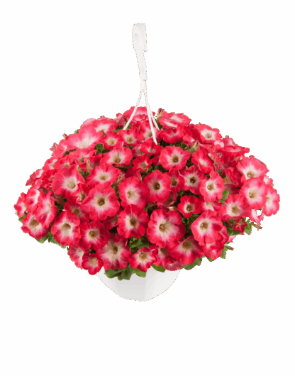 Петуния Surfinia Coral Morn (срезы/5шт)