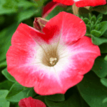 Петуния Surfinia Coral Morn - фото 2 от Завода ФЛОРА