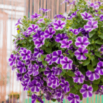 Петуния Surfinia Lagoon Blue Star от Завода ФЛОРА