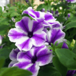 Петуния Surfinia Lagoon Blue Star - фото 1 от Завода ФЛОРА