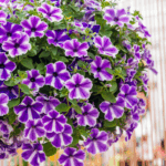 Петуния Surfinia Lagoon Blue Star - фото 2 от Завода ФЛОРА