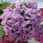 Петуния Surfinia Classic Sweet Pink - фото 1 от Завода ФЛОРА