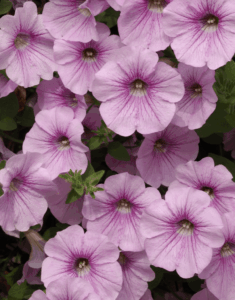 Петуния Surfinia Classic Sweet Pink (0,1л)