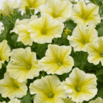 Петуния Surfinia Classic Yellow - фото 1 от Завода ФЛОРА