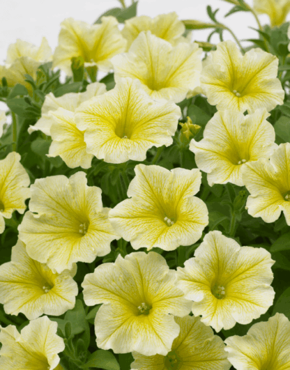 Петуния Surfinia Classic Yellow (0,1л) — изображение 2