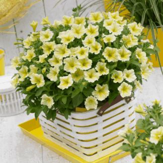 Петуния Surfinia Classic Yellow (срезы/5шт)