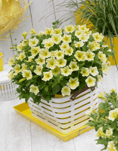 Петуния Surfinia Classic Yellow (0,1л)