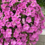Петуния Surfinia Trailing Big Pink от Завода ФЛОРА