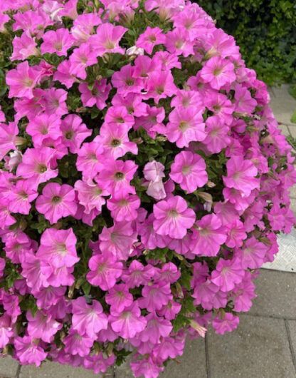 Петуния Surfinia Trailing Big Pink (срезы/5шт)