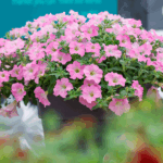 Петуния Surfinia Trailing Big Pink - фото 2 от Завода ФЛОРА