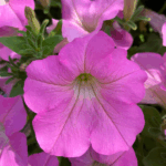 Петуния Surfinia Trailing Big Pink - фото 1 от Завода ФЛОРА