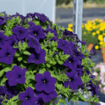 Петуния Surfinia Trailing Violet от Завода ФЛОРА