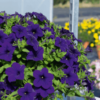 Петуния Surfinia Trailing Violet (0,1л)