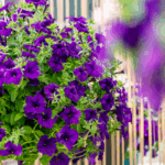 Петуния Surfinia Trailing Violet - фото 1 от Завода ФЛОРА