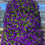 Петуния Surfinia Trailing Violet - фото 2 от Завода ФЛОРА