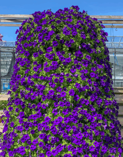 Петуния Surfinia Trailing Violet (срезы/5шт) — изображение 3