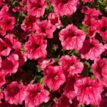 Петуния Surfinia Trailing Hot Pink Cherry - фото 1 от Завода ФЛОРА