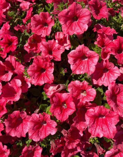 Петуния Surfinia Trailing Hot Pink Cherry (0,1л) — изображение 2