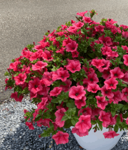 Петуния Surfinia Trailing Hot Pink Cherry (0,1л)