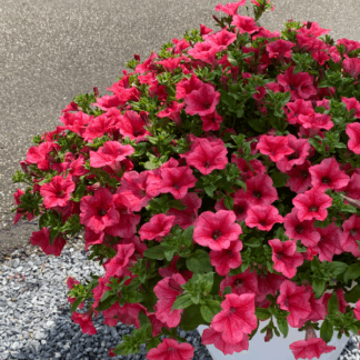 Петуния Surfinia Trailing Hot Pink Cherry (0,1л)