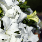 Петуния Surfinia White Morn - фото 2 от Завода ФЛОРА