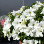 Петуния Surfinia White Morn - фото 1 от Завода ФЛОРА