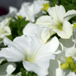 Петуния Surfinia White Morn - фото 4 от Завода ФЛОРА