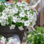 Петуния Surfinia White Morn от Завода ФЛОРА