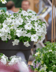 Петуния Surfinia White Morn (0,1л)