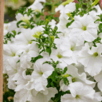 Петуния Surfinia White Morn - фото 3 от Завода ФЛОРА