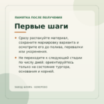 Первые шаги — Пилея Ливанская (Сизая)