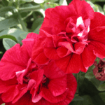 Петуния Surfinia Double Red - фото 1 от Завода ФЛОРА