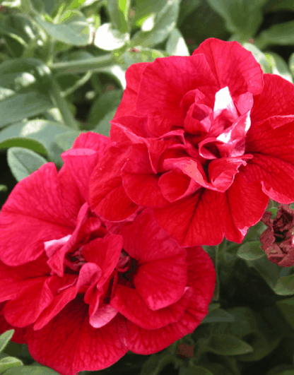 Петуния Surfinia Double Red (0,1л) — изображение 2
