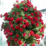 Петуния Surfinia Double Red - фото 2 от Завода ФЛОРА