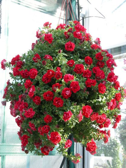 Петуния Surfinia Double Red (0,1л) — изображение 3