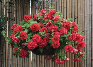 Петуния Surfinia Double Red (0,1л)