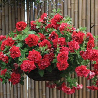 Петуния Surfinia Double Red (0,1л)