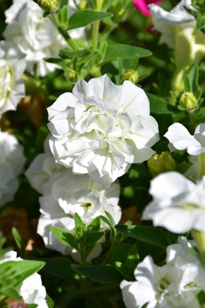 Петуния Surfinia Double White (0,1л) — изображение 3
