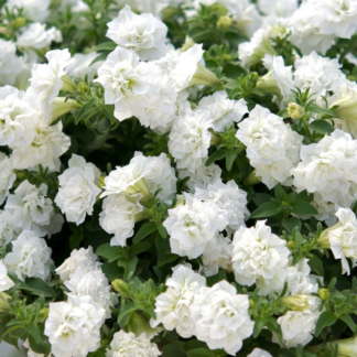 Петуния Surfinia Double White (0,1л)
