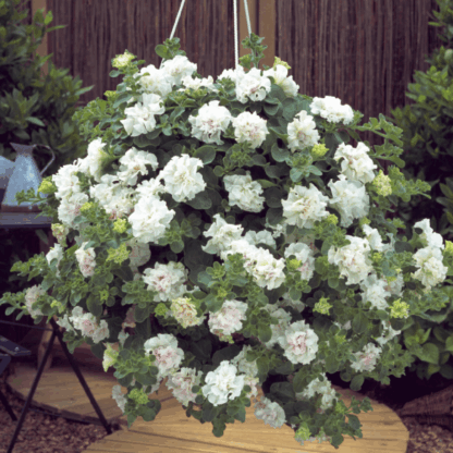 Петуния Surfinia Double White (0,1л) — изображение 2
