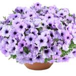 Петуния Cascadias Lavender Ice  Новинка 2026 от Завода ФЛОРА