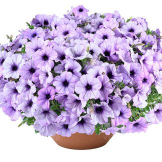 Петуния Cascadias Lavender Ice (0,1л) Новинка 2026